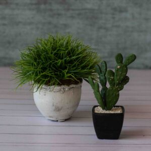 Mini Cactus